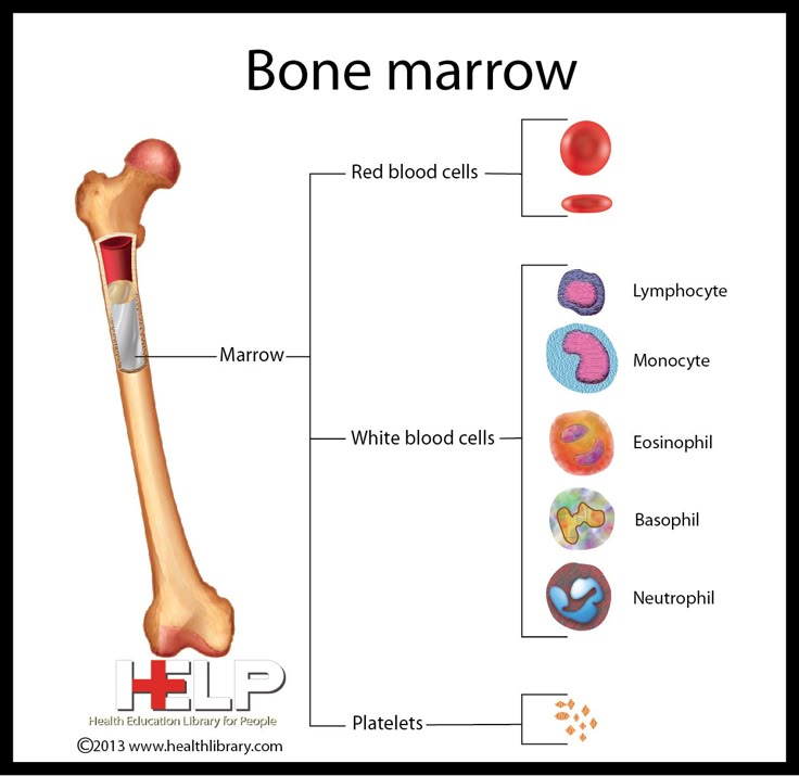 Bone Marrow bone-marrow-biopsy-what-it-is-procedure-results-45-off