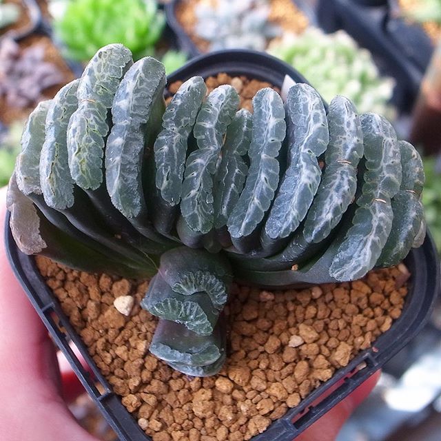 今朝のpostは 玉扇というかただの t です笑 多肉植物 ハオルチア 玉扇 Succulents Haworthia Botanical Plants 千葉多肉会 玉扇 ゆず Kaktus 今朝のpostは 玉扇というかただの t です笑 多肉植物 ハオルチア 玉扇 Succulents Haworthia Botanical Plants 千葉多肉会 玉扇 ゆず Kaktus