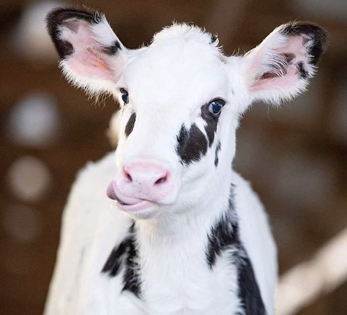 there s a twitter account that posts cow pics every day just to make people smile 30 pics cute baby cow cow pictures cow photos