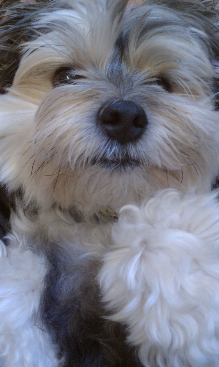maltese yorkie puppies chicago the 25 best maltese yorkie mix ideas on maltese yorkie puppies chicago the 25 best maltese yorkie mix ideas on