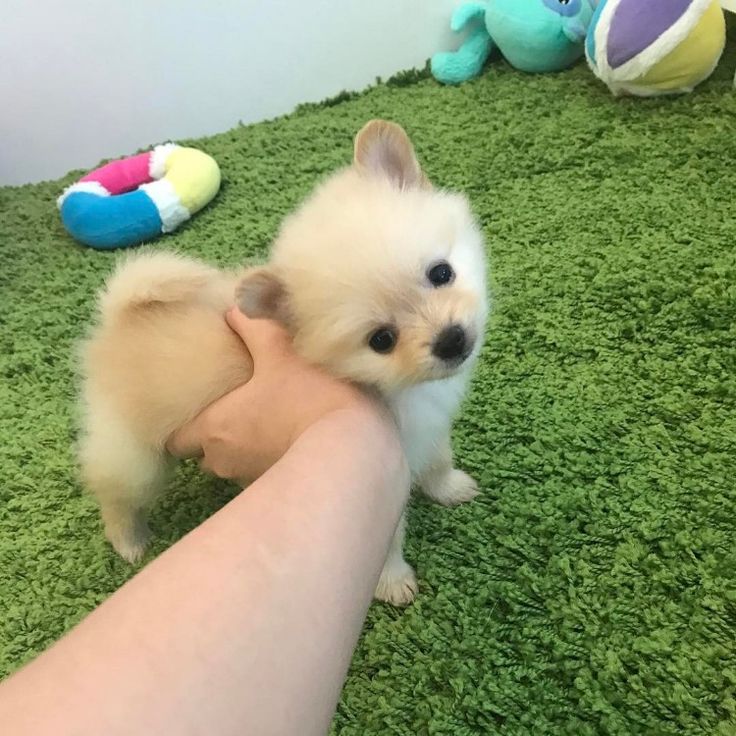 Pin on Pomeranian Power Pups