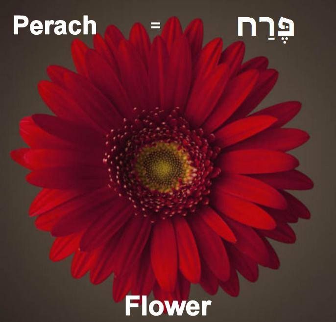 J Perach = Flower