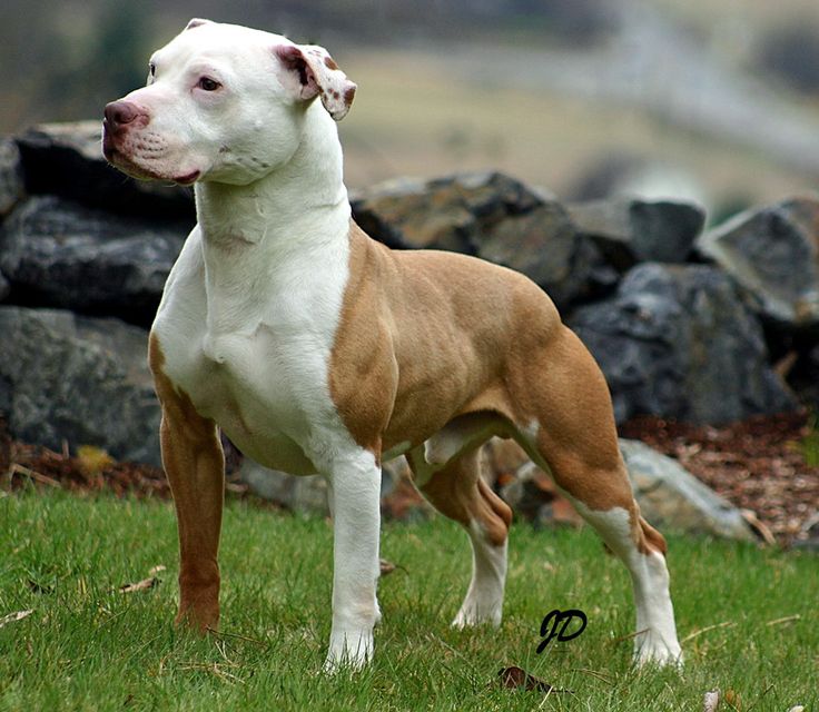 american stanford terrier y american pitbull terrier 43 best pitbull boxer bullterry y bulldog images on pinterest american stanford terrier y american pitbull terrier 43 best pitbull boxer bullterry y bulldog images on pinterest