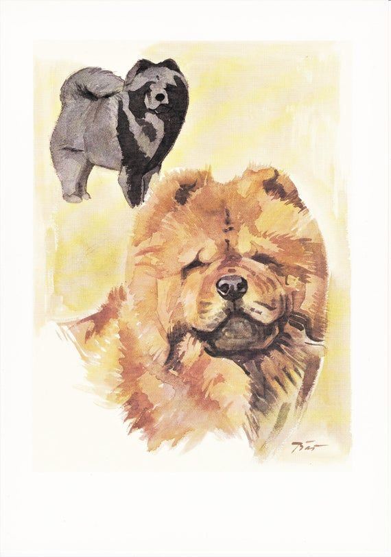 Chow Chow Songshi Quan Chinese Dog Breed Vintage Print