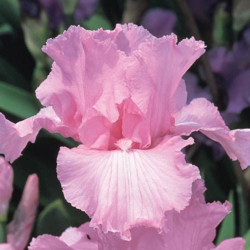 659 best flowers ~ irises images on pinterest | iris flowers 659 best flowers ~ irises images on pinterest | iris flowers