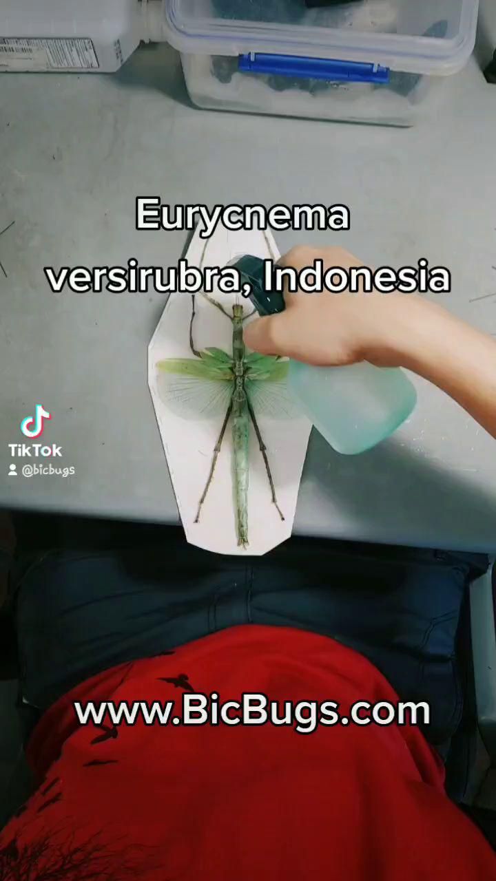 BicBugs Eurycnema versirubra Green Framed Stick Bug Indonesia BicBugs Eurycnema versirubra Green Framed Stick Bug Indonesia