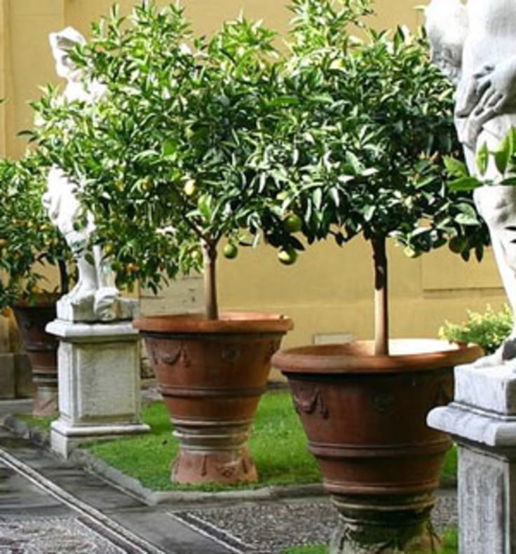Many Trees Shrubs And Perennials Will Grow Well In Containers Providing An Interesting Focal Point For Your Potted Patio Container Plants Potted Trees Patio, Outdoor Potted Trees