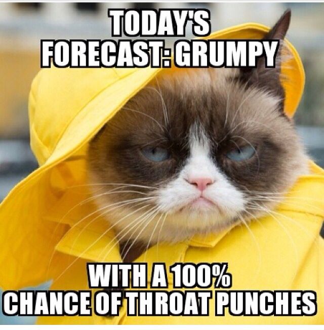 Monday Grumpy Cat Meme Monday Grumpy Cat Meme