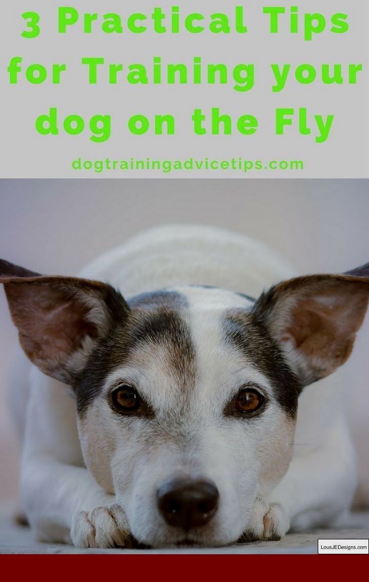 How To Train A Dog To Stay Off Couch And Pics Of Dog Training Tips