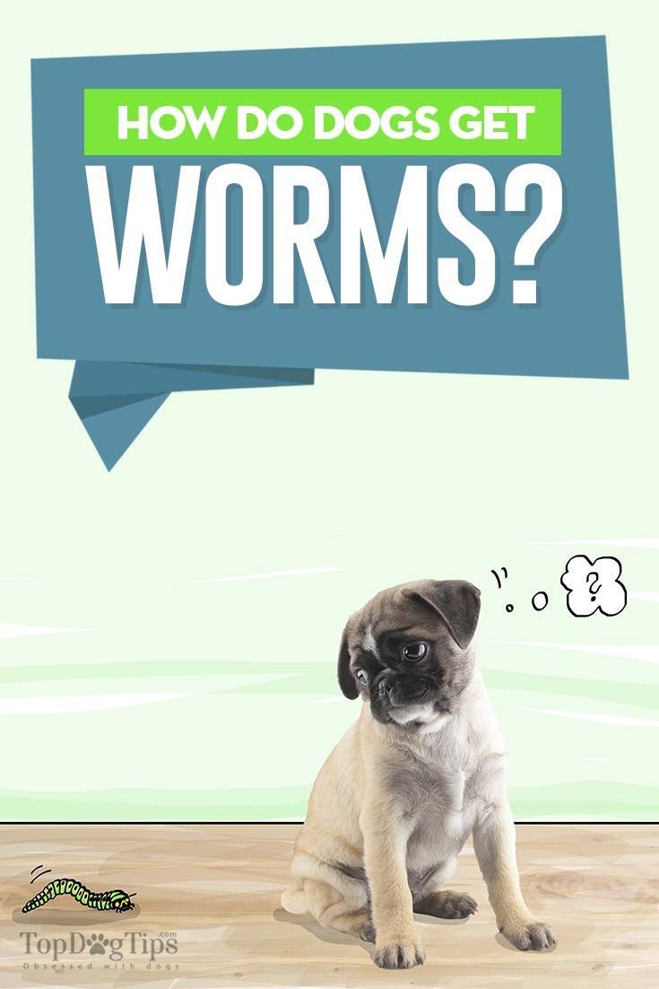Natural Food For Dogs With Ibs Natural Food For Dogs With Ibs