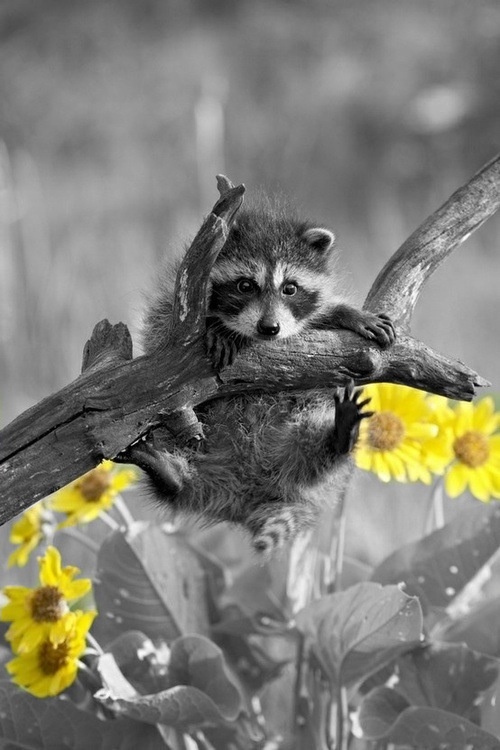 Raccoon keep holding on splash of color photography yellow Raccoon keep holding on splash of color photography yellow