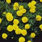 Boy O Boy Mixed Marigold Seeds