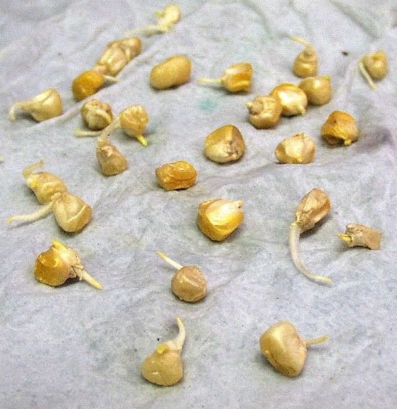 Asian vegetable seed germination