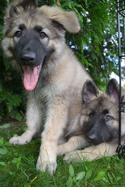 Shiloh Shepherd Puppies Shepherd Puppies Dogs Shiloh Shepherd