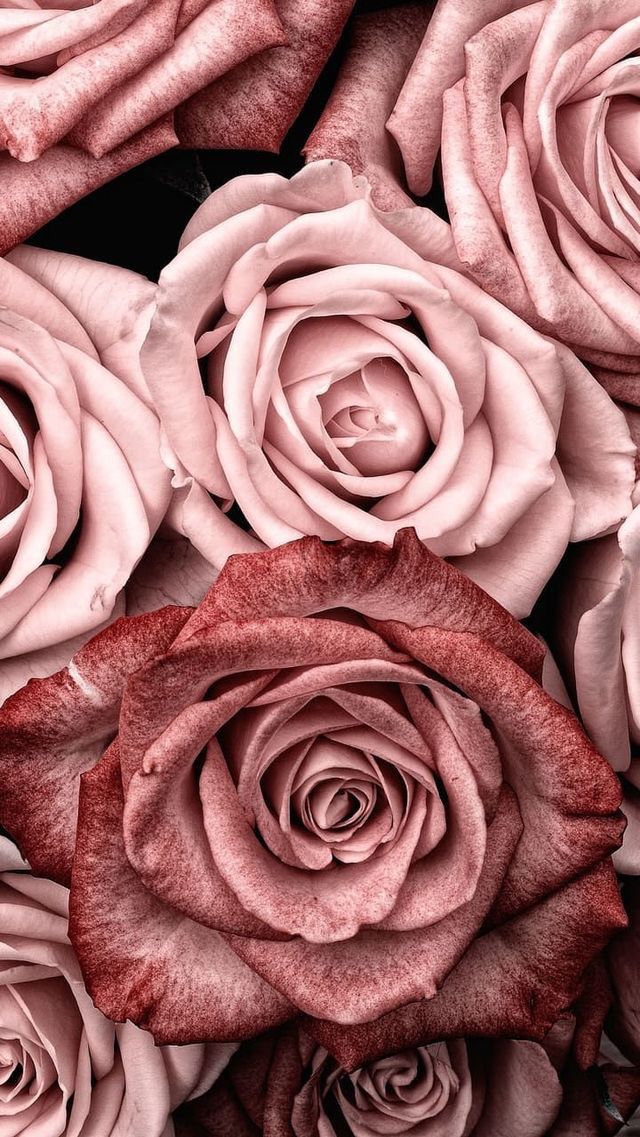 Rose Gold Tumblr Rose Gold Wallpaper Iphone Gold Wallpaper Iphone Rose Gold Wallpaper