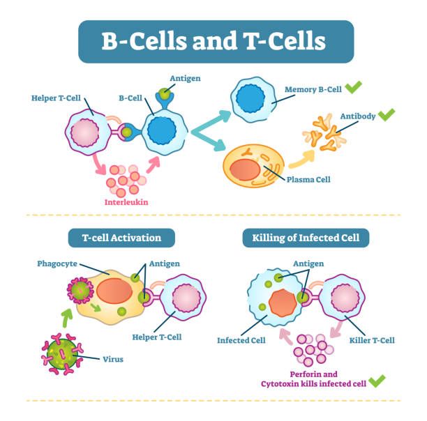Image Result For Tcell Illustrations Biology Lessons Teaching Biology Medical Knowledge