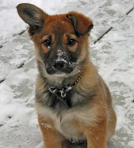 husky golden retriever mix price 25 b 228 sta baby golden retrievers id 233 erna p 229 golden retriever valpar husky golden retriever mix price 25 b 228 sta baby golden retrievers id 233 erna p 229 golden retriever valpar