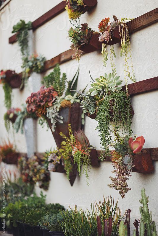 Succulent Wall Art best 25+ wall gardens ideas on pinterest | vertical garden wall Succulent Wall Art best 25+ wall gardens ideas on pinterest | vertical garden wall