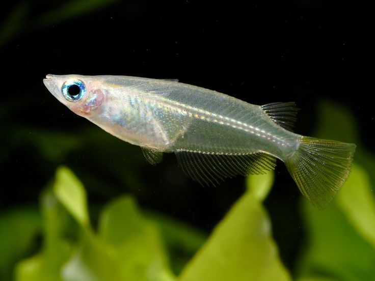 Fish profile - Glass Bloodfin Home aquarium fish, Aquarium fish, Freshwater fish