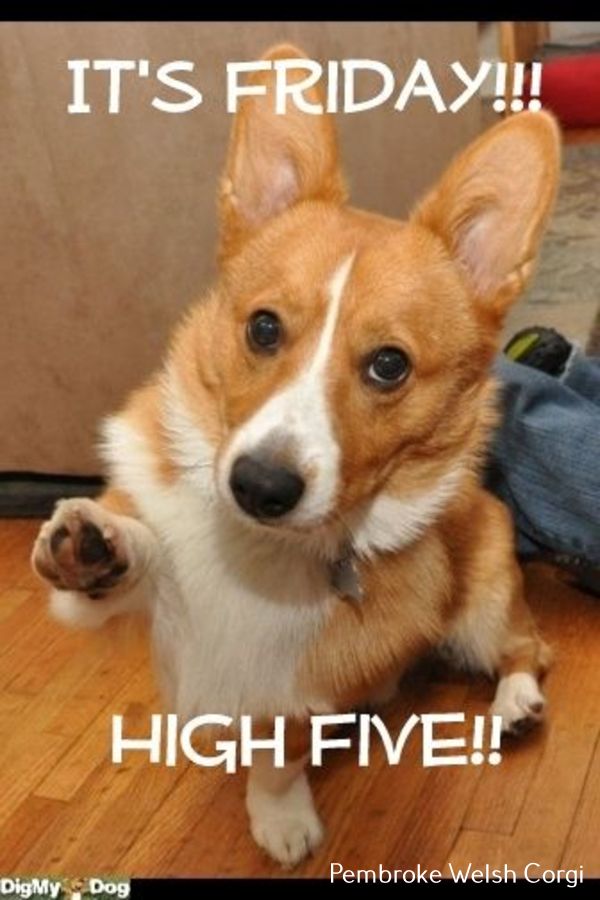 Corgi Puppy Training In 2020