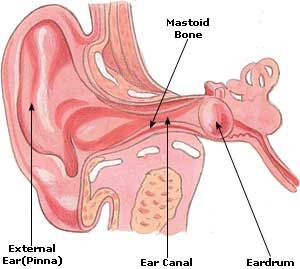 Natural Remedy For Inner Ear Pain Natural Remedy For Inner Ear Pain