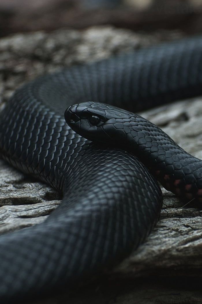 Eastern Indigo Snake Snake Wallpaper Black Mamba Snake Mamba Snake