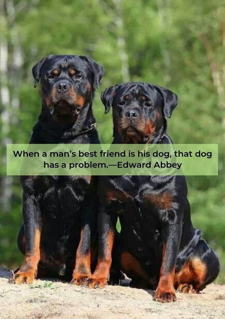 More About The Confident Rottweiler Pups Health Rottweilers