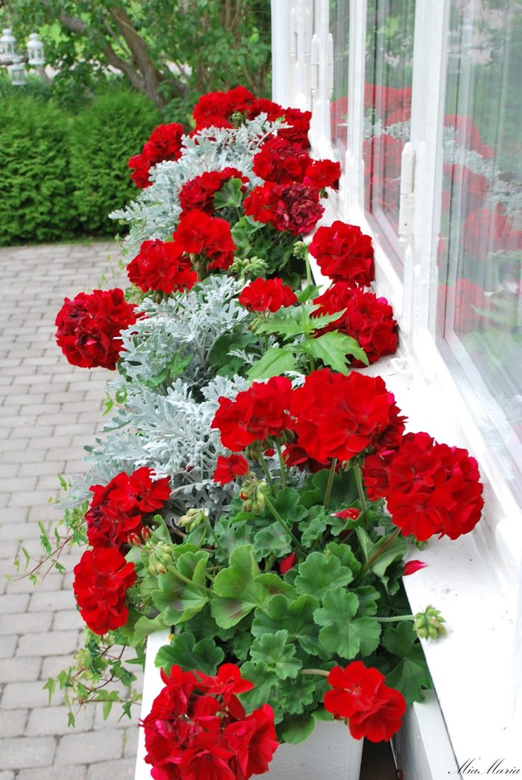 Best 25 Red Flowers Ideas On Pinterest Wedding Such A European Look Of Red Geraniums And Artemisia Ludoviciana Silver Queen Dusty Miller
