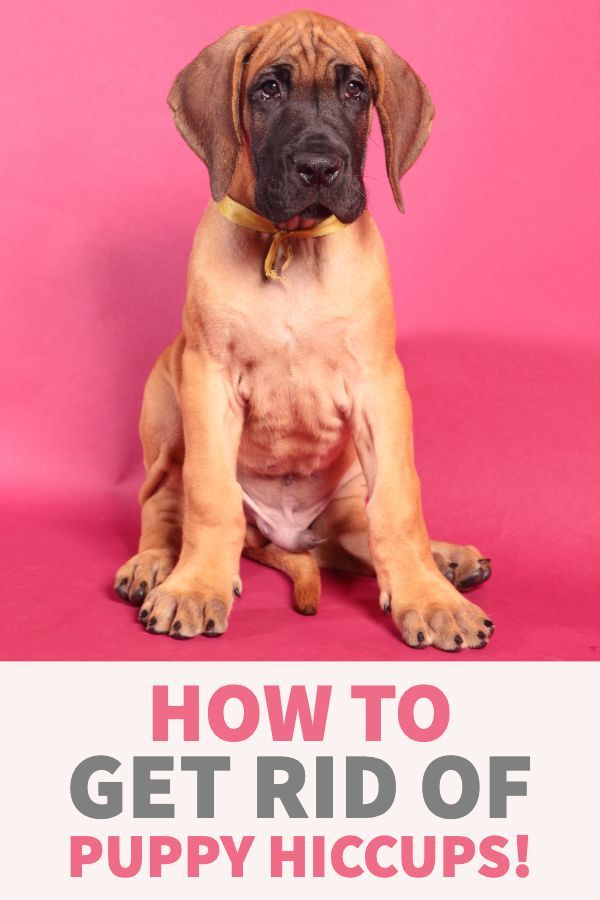 Cure Hiccups In Puppies