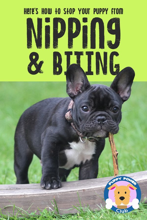Here S How To Stop Your Puppy From Nipping And Biting Training