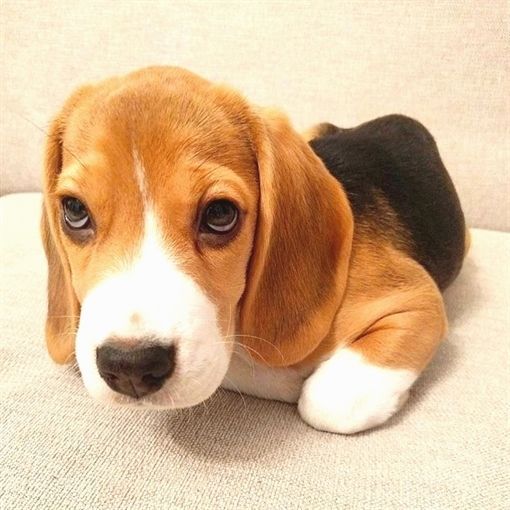 Beagle Mix Beagle Puppy Beagle Puppy Beagle Dog Beagle