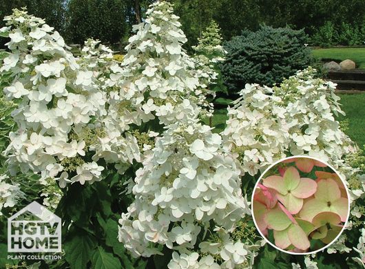 Hgtv Home Plants White Blush Garden Pinterest House Hgtv Home Plants White Blush Garden Pinterest House And Hydrangea