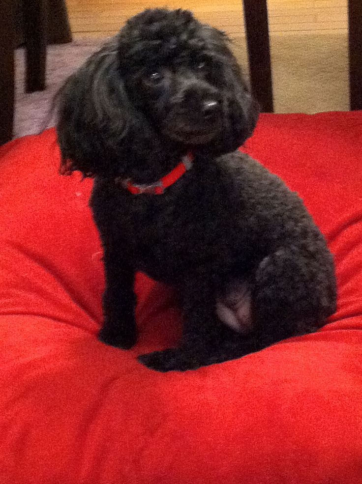 Most adorable black toy poodle...ever! Poodle puppy, Poodle puppy