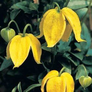 373 best flowers for zone 8 images on pinterest flower beds average erect flower size