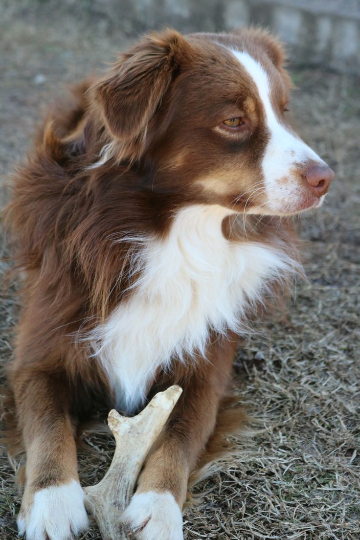 Ranger Our Handsome Male With Better Hair Than Me Miniature