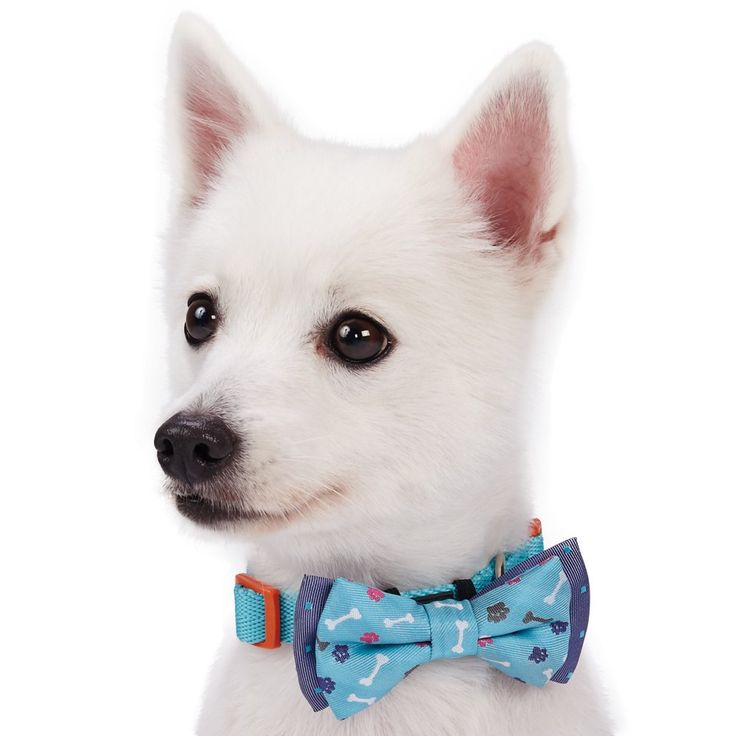 Best Dog Names For A Fashionable Girl Best Dog Names For A Fashionable Girl