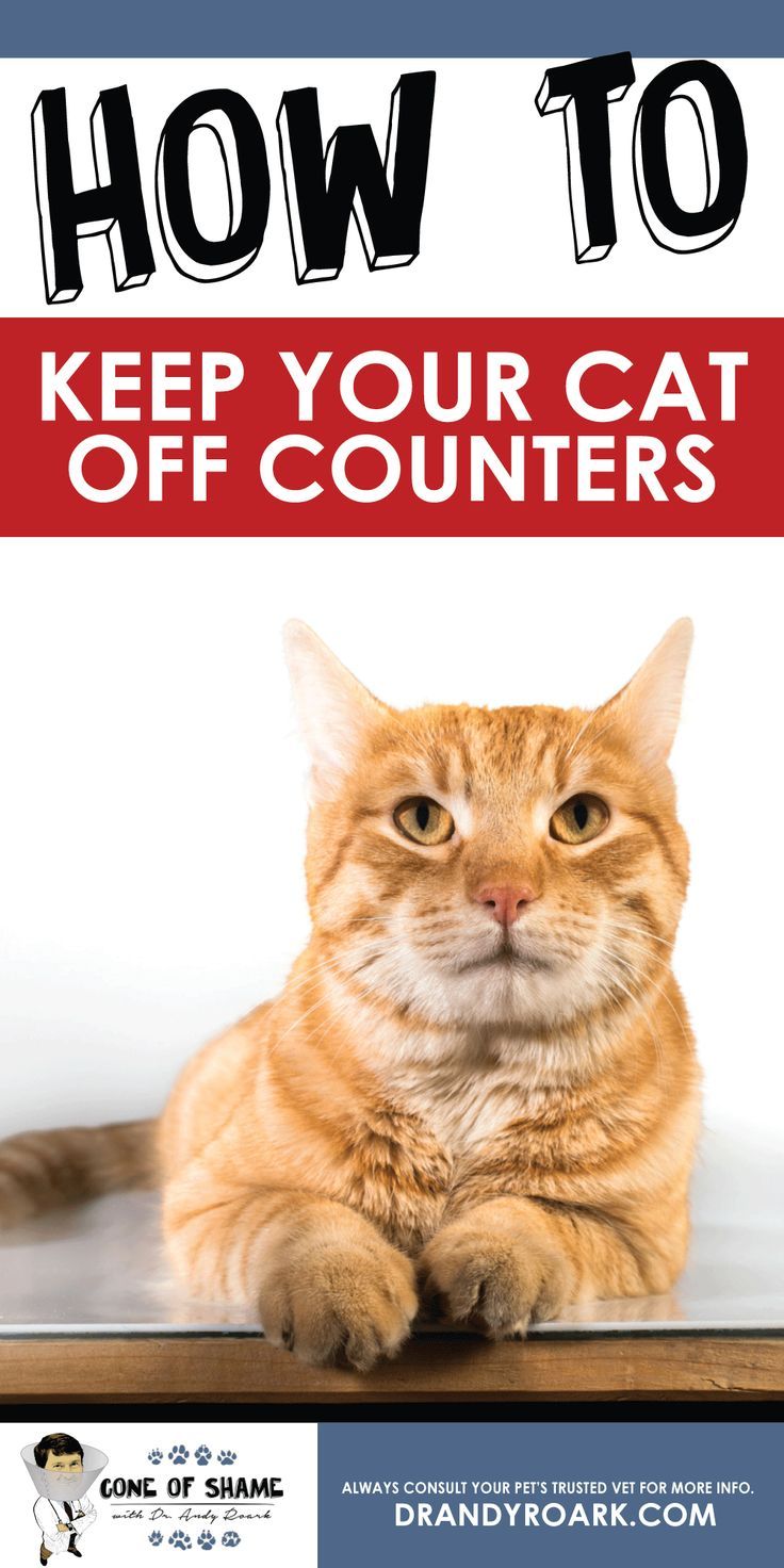 How To Keep Bengal Cats Off Counters How To Keep Bengal Cats Off Counters