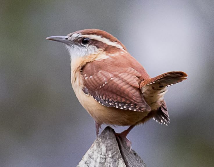 247 best cheeky wrens images on pinterest bird art bird 247 best cheeky wrens images on pinterest bird art bird