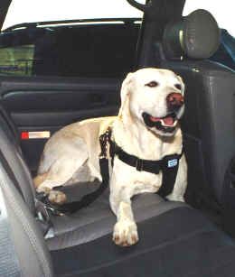 Clicker Training Dog To Enjoy Petting Clicker Training Dog To Enjoy Petting
