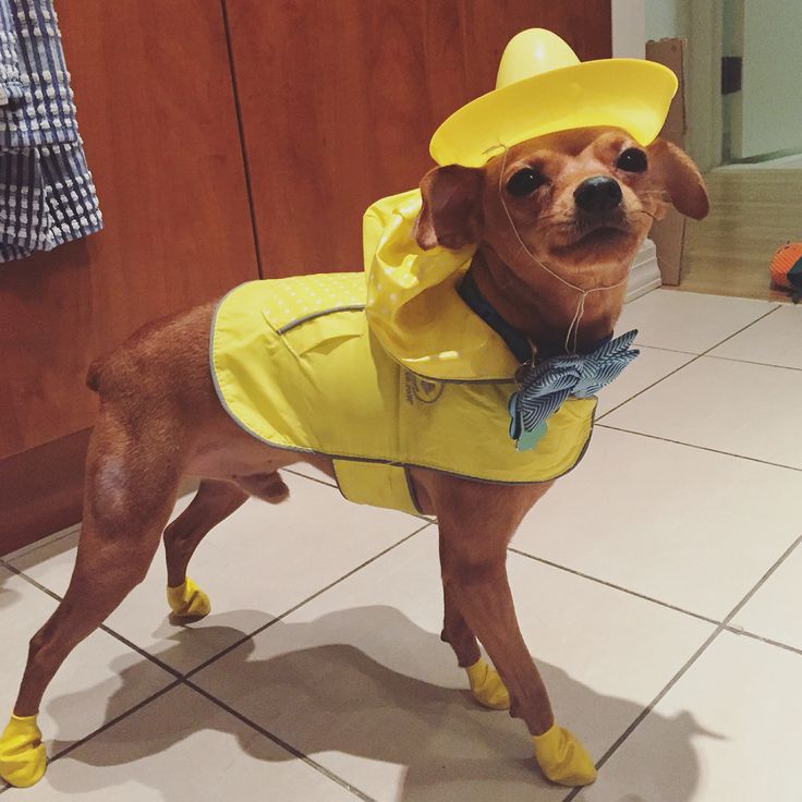 Halloween inspiration from Dave the Dog. Man in the yellow hat from