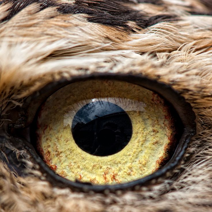 Owl Animal Eyes Zy Co Design Photo Eye Close Up Owl Pet Animals Owl Animal Eyes Zy Co Design Photo Eye Close Up Owl Pet Animals
