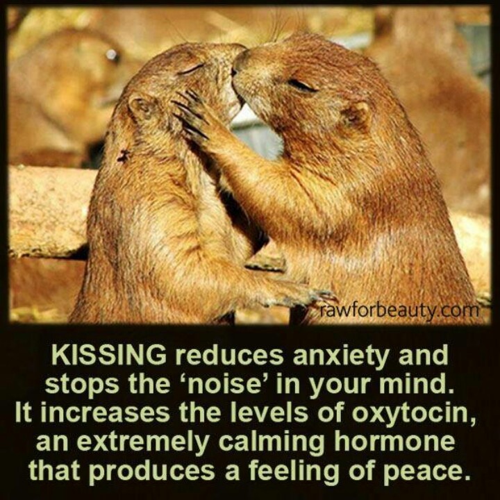 Pin By Jessica Kamisato On Quotes Animals Kissing Animals Beautiful