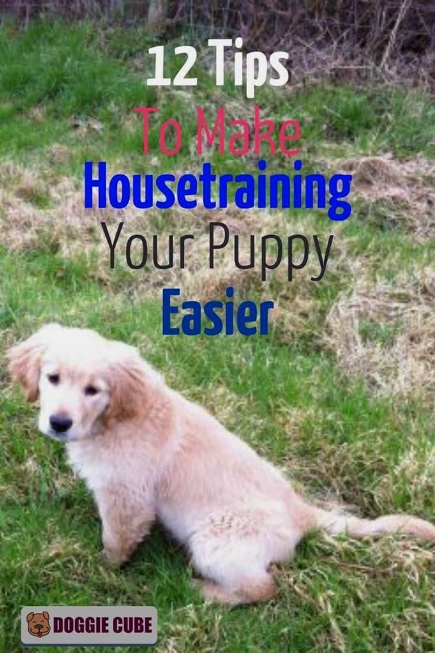 Dog Training Elite Az Dog Training Ultrasonic Device Dog