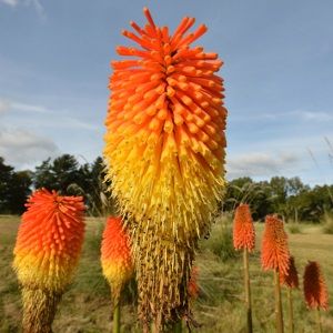 Best 20 Orange Flower Names Ideas On Pinterest Flowers A Wow Worthy List Of 20 Orange Flower With Names Facts And Pictures