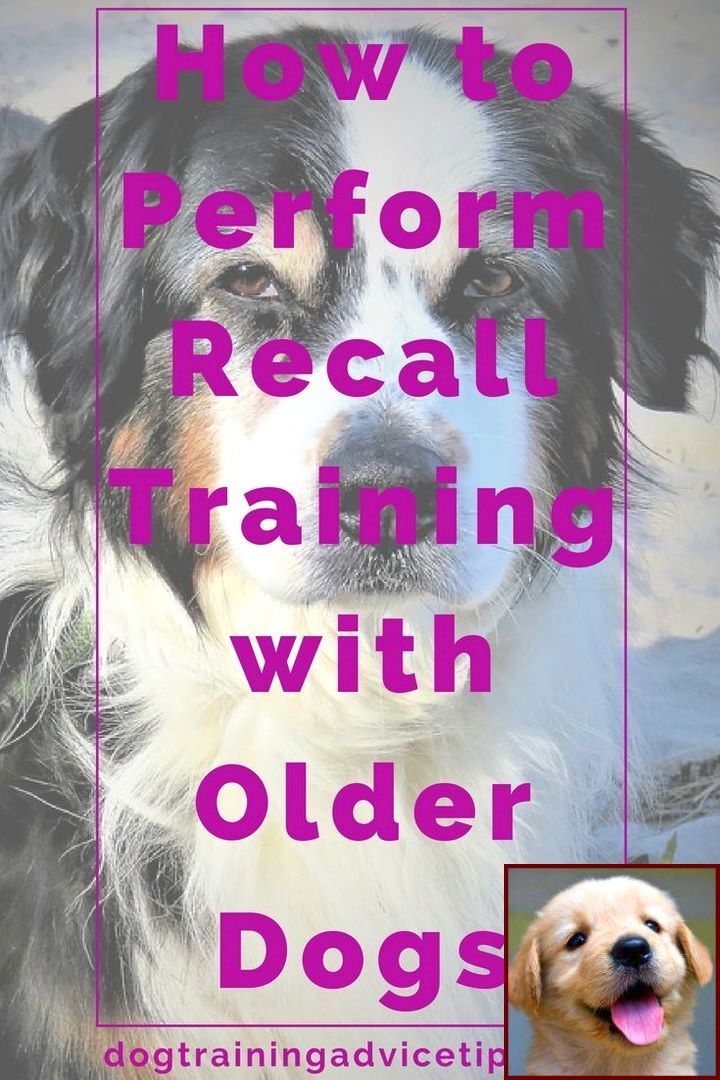 Potty Training A Mastiff Puppy And Dog Training Classes Orlando
