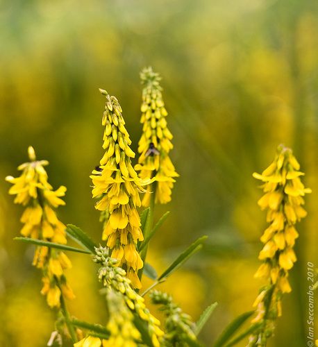 44 Best Garden Images On Pinterest Uk Native Plant Flowers July August