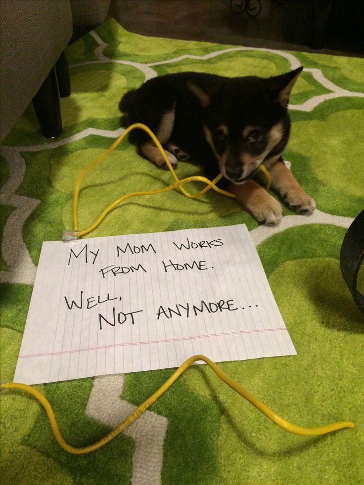Stop Dogs From Biting Electrical Cords Stop Dogs From Biting Electrical Cords