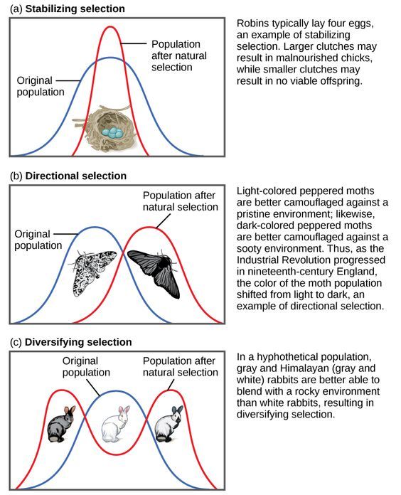 463 best EVOLUTION images on Pinterest Dinosaurs, Extinct - cover letter biology 463 best EVOLUTION images on Pinterest Dinosaurs, Extinct - cover letter biology