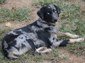 australian shepherd cattle dog mix 7 best dogs australian cattle dog images on pinterest australian australian shepherd cattle dog mix 7 best dogs australian cattle dog images on pinterest australian