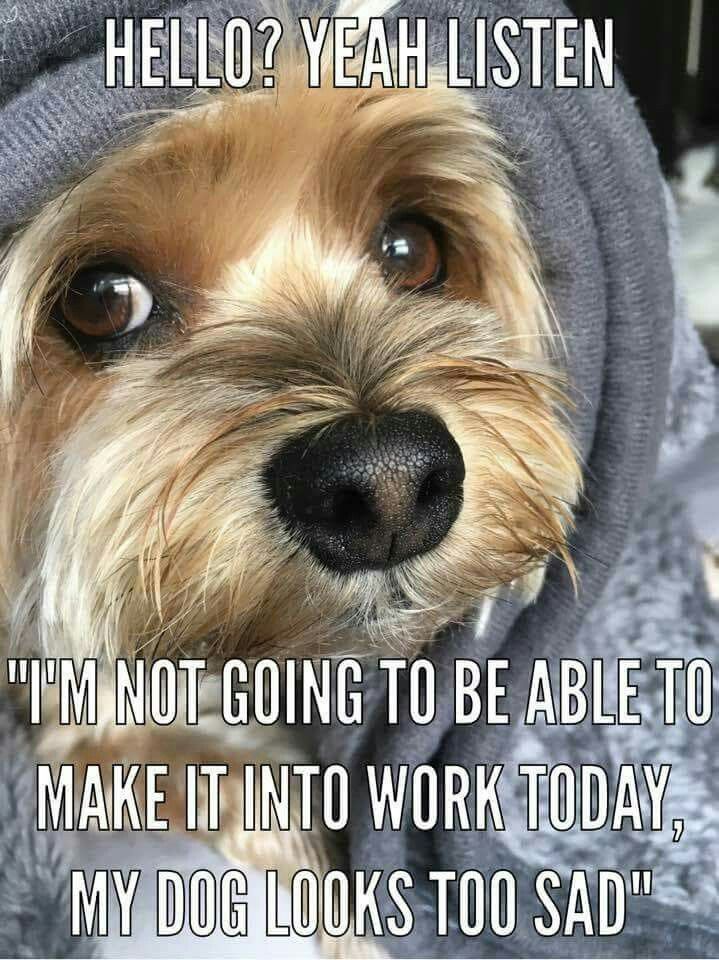 Sounds Legit Yorkshire Terrier Yorkie Yorkie Dogs